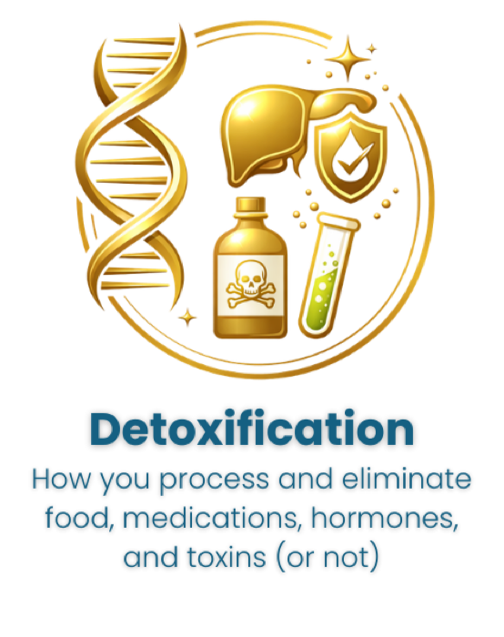 Detoxification: how you process and eliminate food, medications, hormones, and toxins