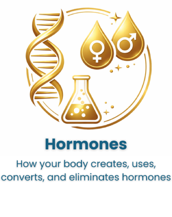 Hormones: how your body creates, uses, converts, and eliminates hormones