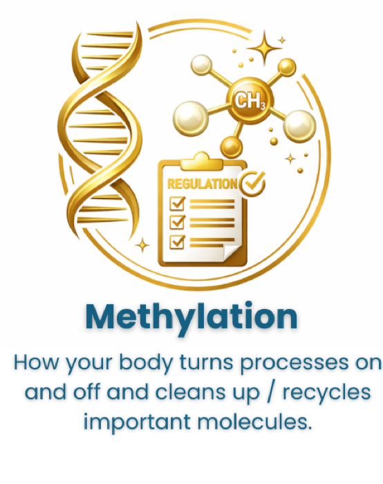 Methylation: how your body turns processes on and off and recycles important molecules