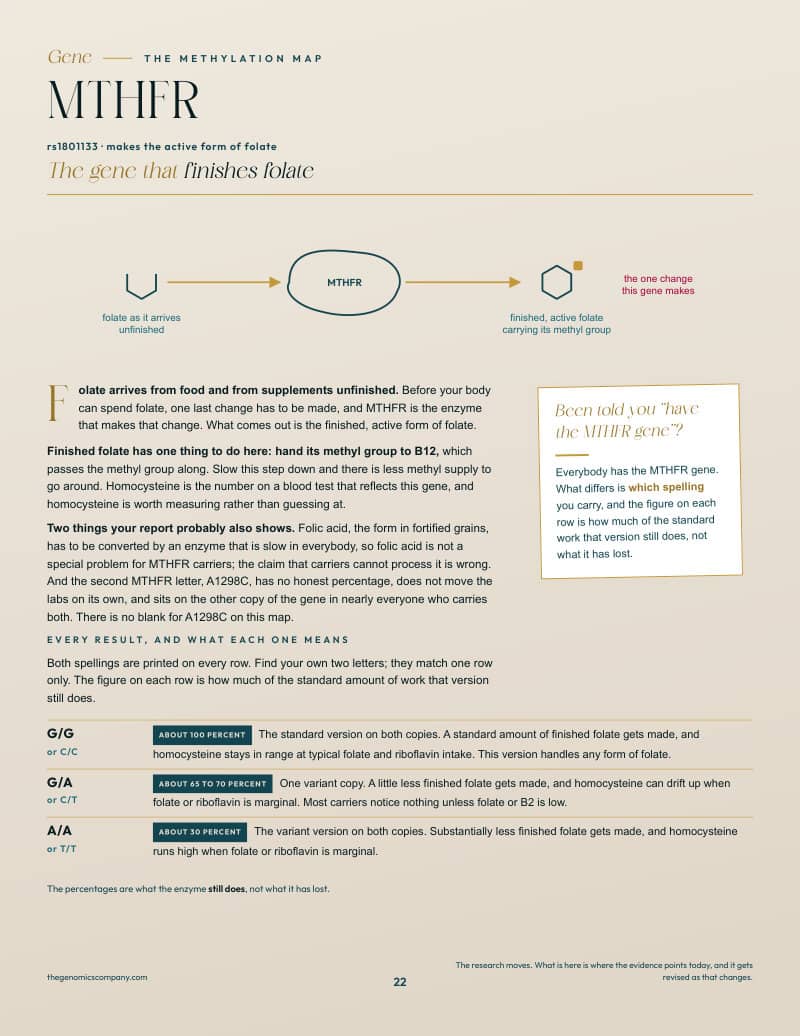 A page from The Methylation Map: the MTHFR gene page