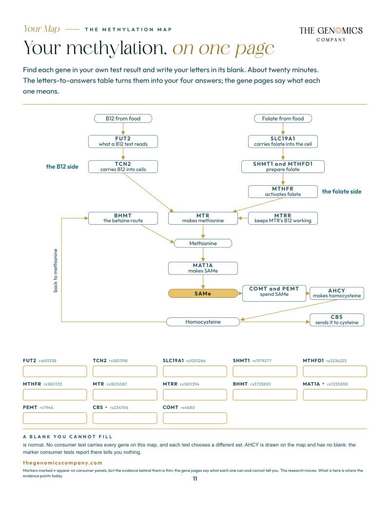 A page from The Methylation Map: the map sheet you fill in